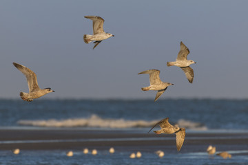 Goélands cendrés (Larus canus - Mew Gull) juvéniles