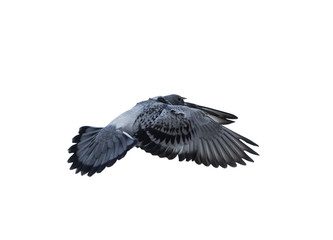 flying pigeon bird isolated white background