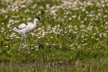 Avocette élégante - Recurvirostra avosetta - Pied Avocet