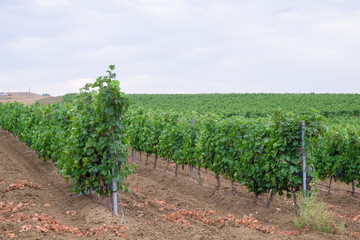Fototapeta na wymiar bunches of ripe dark juicy grapes hang on bright green bushes of vineyards on grape fields