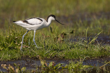 Avocette élégante - Recurvirostra avosetta - Pied Avocet