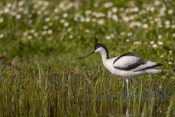 Avocette élégante - Recurvirostra avosetta - Pied Avocet