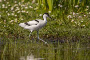 Avocette élégante - Recurvirostra avosetta - Pied Avocet