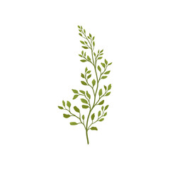 Fern branch with small green foliage. Forest plant. Flat vector element for postcard or poster of flower shop