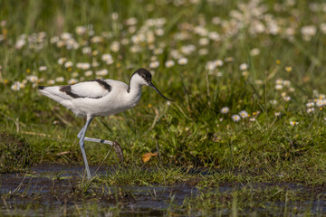 Avocette élégante - Recurvirostra avosetta - Pied Avocet