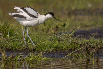 Avocette élégante - Recurvirostra avosetta - Pied Avocet