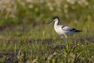 Avocette élégante - Recurvirostra avosetta - Pied Avocet