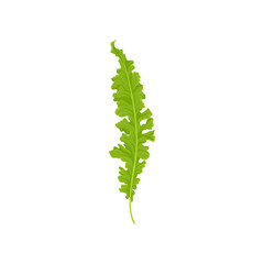Flat vector icon of bird s nest fern. Bright green leaf. Wild forest plant. Nature theme