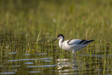 Avocette élégante - Recurvirostra avosetta - Pied Avocet