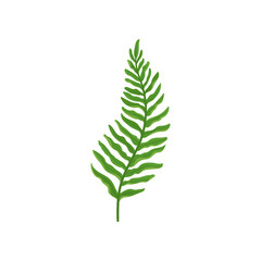 Green fern twig with leaves. Wild forest plant with bright green leaves. Natural flora. Flat vector design © Happypictures