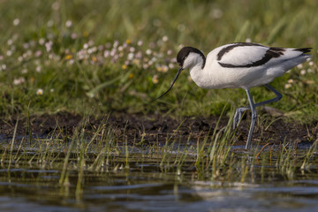 Avocette élégante - Recurvirostra avosetta - Pied Avocet