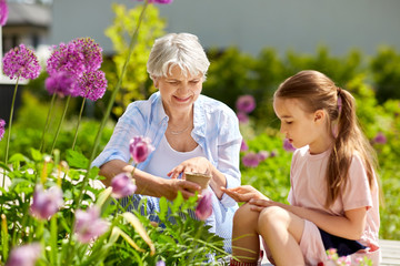 gardening, family and people concept - happy grandmother and granddaughter seeding flowers at...