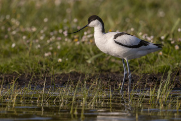 Obraz premium Avocette élégante - Recurvirostra avosetta - Pied Avocet