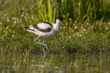 Avocette élégante - Recurvirostra avosetta - Pied Avocet