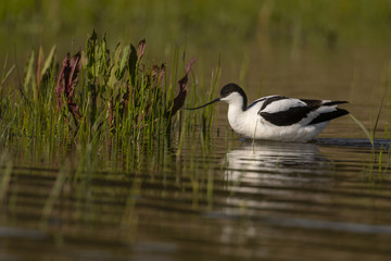 Avocette élégante - Recurvirostra avosetta - Pied Avocet