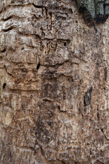 Holzbefall - Schädling