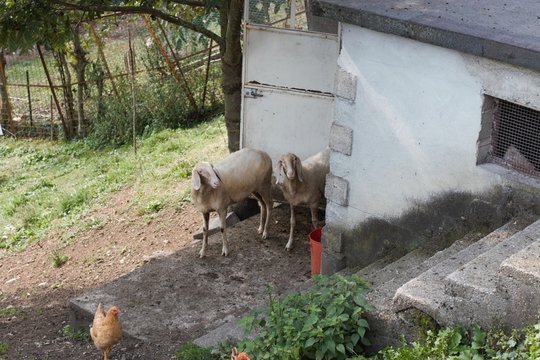 pecora e galline al pascolo