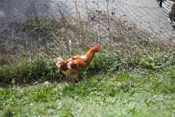 galline al pascolo