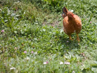 galline al pascolo