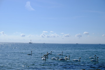 swan swarm