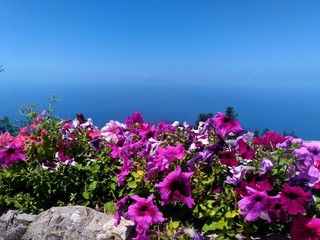 Hot pink flowers bloom garden blue sky paradisiac