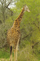 girafe