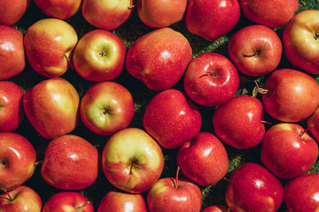 Top view of different apples on green grass background