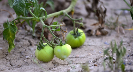 organic tomatoes gowing in a garden image