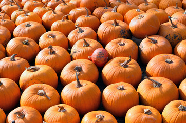 Gruppe vieler orangener Kürbisse