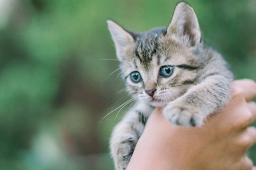 Little cute kitten in hand on green background.