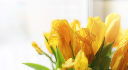 Naklejka premium A bouquet of red tulips in a vase on the windowsill. A gift for 