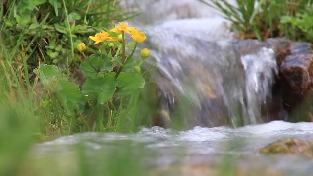 Sumpfdotterblume am Rand einer Bergquelle
