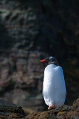 Naklejka premium Cute Penguins Seals Sea Lions Elephant