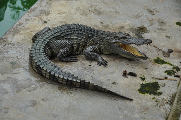 A hungry crocodile in Vietnam