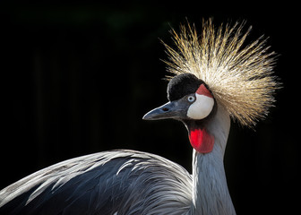 Grey crowned crane