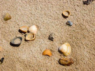 sea shells on the sand