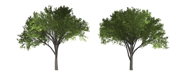 The collection of tree. Elm tree isolated on white background with clipping path.