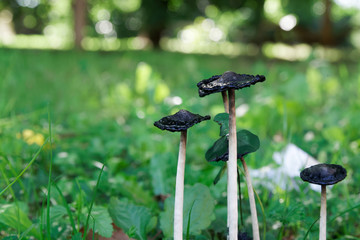 Black Mushroom among the grass in forest, fall landscape.