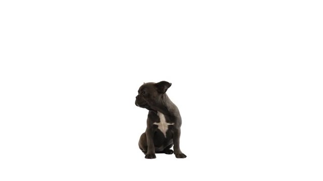 funny french bulldog on white background