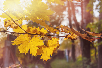 Beautiful autumn alley in the Park on a Sunny day. Background
