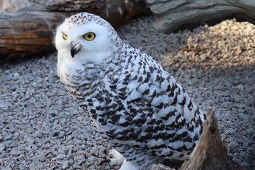 Snow owl