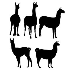 vector, isolated silhouette of llama, collection