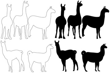 vector isolated silhouette of llama on white background, set
