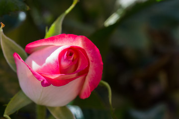 Rose bush. Flower cultivation in greenhouses. A hothouse with roses. Flowers plants in greenhouse.