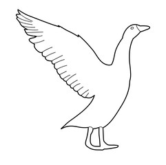 vector, sketch of geese