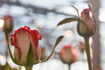 Rose bush. Flower cultivation in greenhouses. A hothouse with roses. Flowers plants in greenhouse.