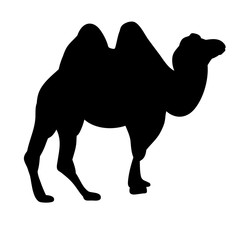 vector isolated silhouette of a camel on a white background