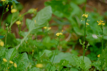 Flower mini