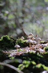 A result of a walk in nature