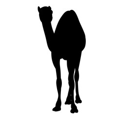  isolated silhouette of a camel